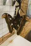 Atlas Moth Museum