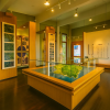 Atlas Moth Museum