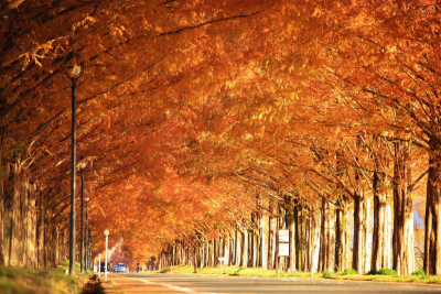 Avenue of Metasequoias
