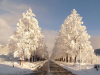 Avenue of Metasequoias