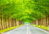 Avenue of Metasequoias