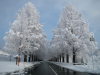 Avenue of Metasequoias
