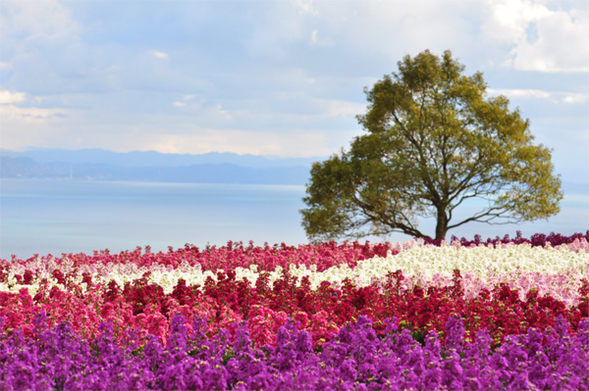 Awaji Hanasajiki