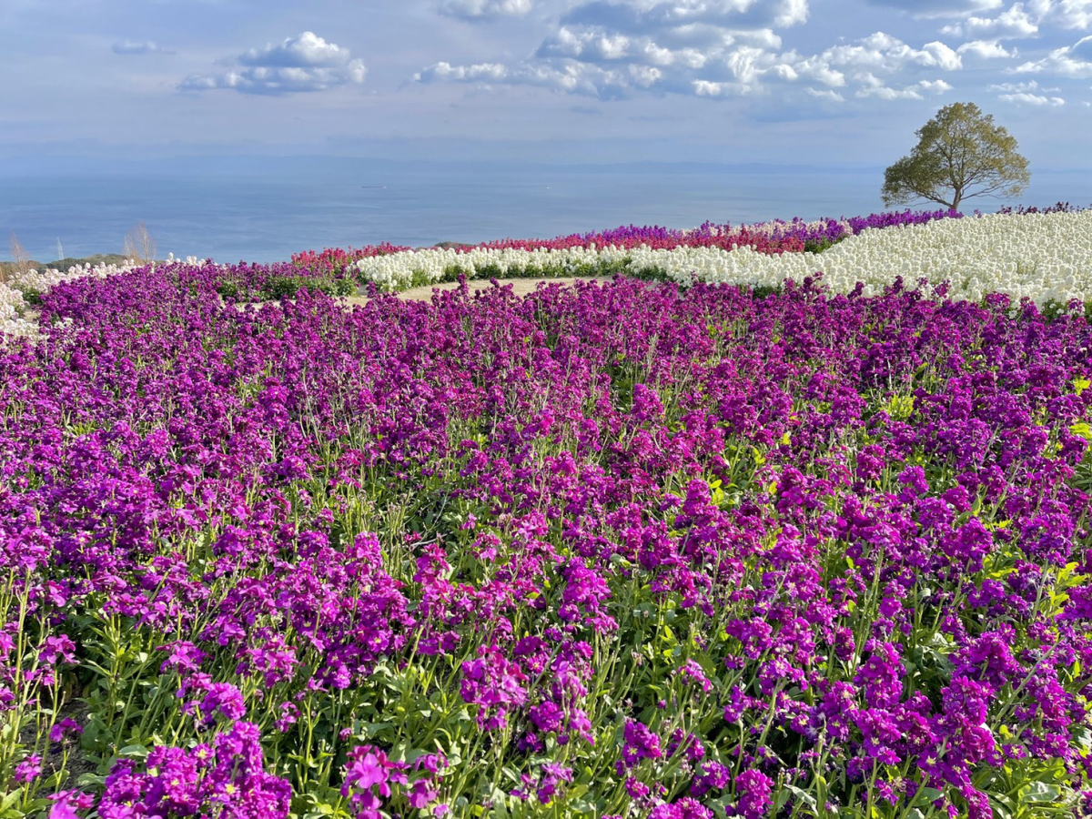 Awaji Hanasajiki