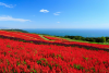 Awaji Hanasajiki