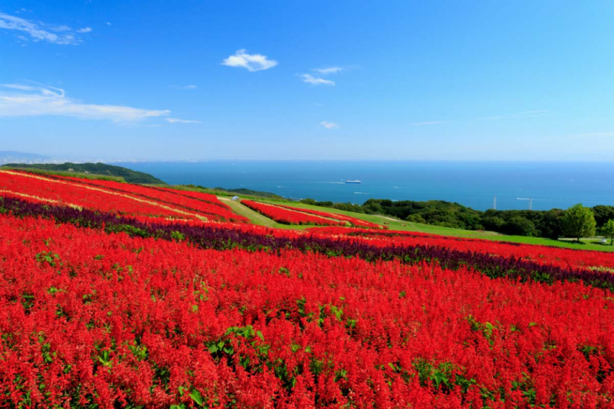 Awaji Hanasajiki