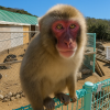 Choshikei Monkey Park