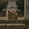 Choshikei Monkey Park