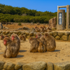 Choshikei Monkey Park