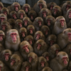 Choshikei Monkey Park