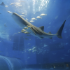 Churaumi Aquarium