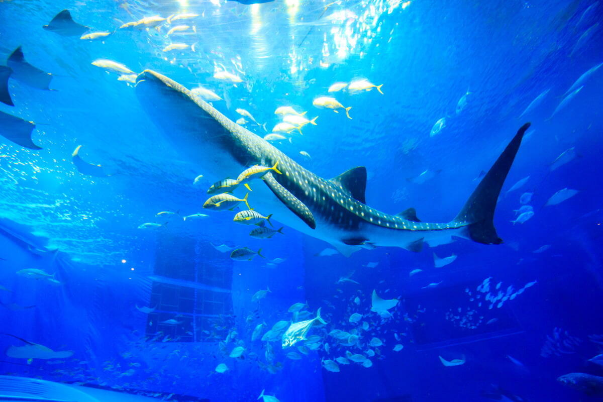 Churaumi Aquarium