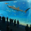 Churaumi Aquarium