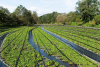 Daio Wasabi Farm