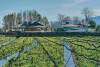 Daio Wasabi Farm
