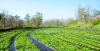 Daio Wasabi Farm