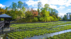 Daio Wasabi Farm
