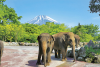 Fuji Safari Park