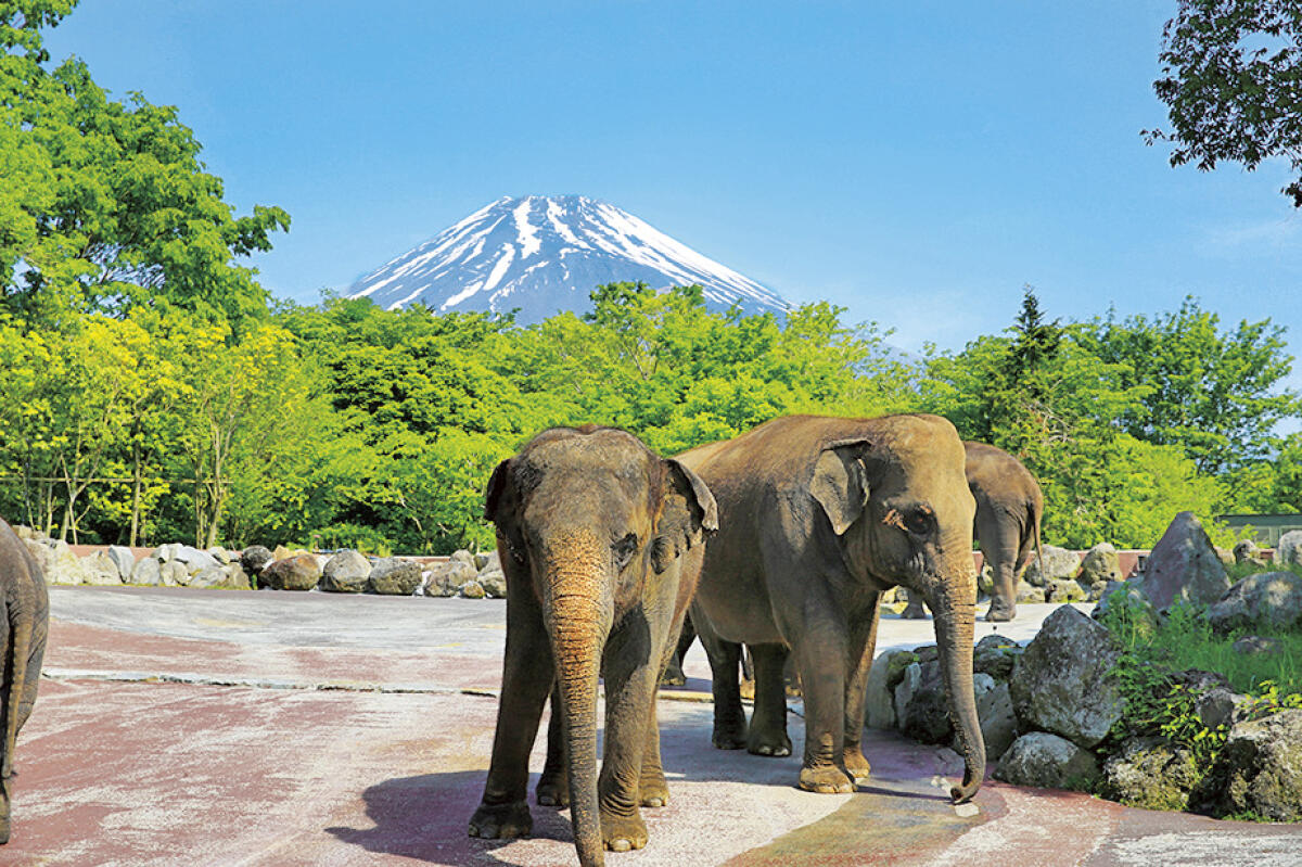 Fuji Safari Park