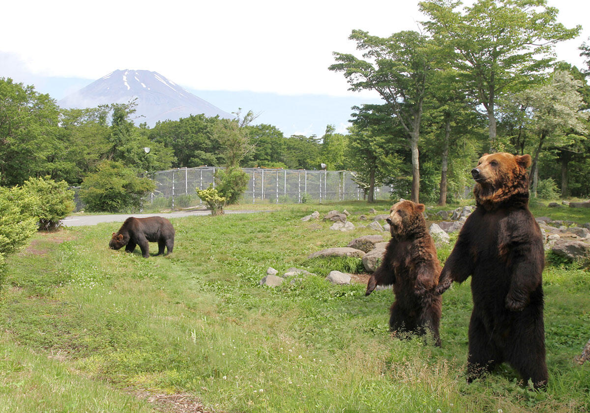 Fuji Safari Park