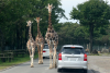 Fuji Safari Park