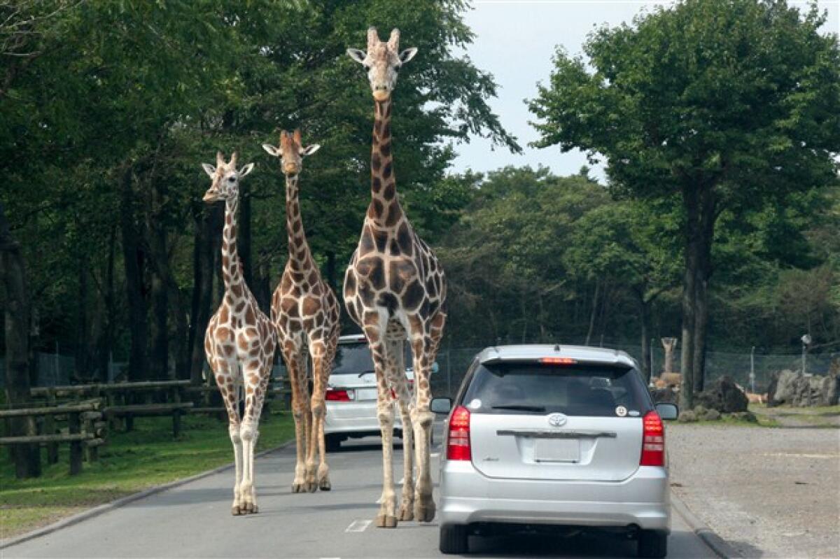 Fuji Safari Park