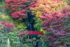 Fujita Garden