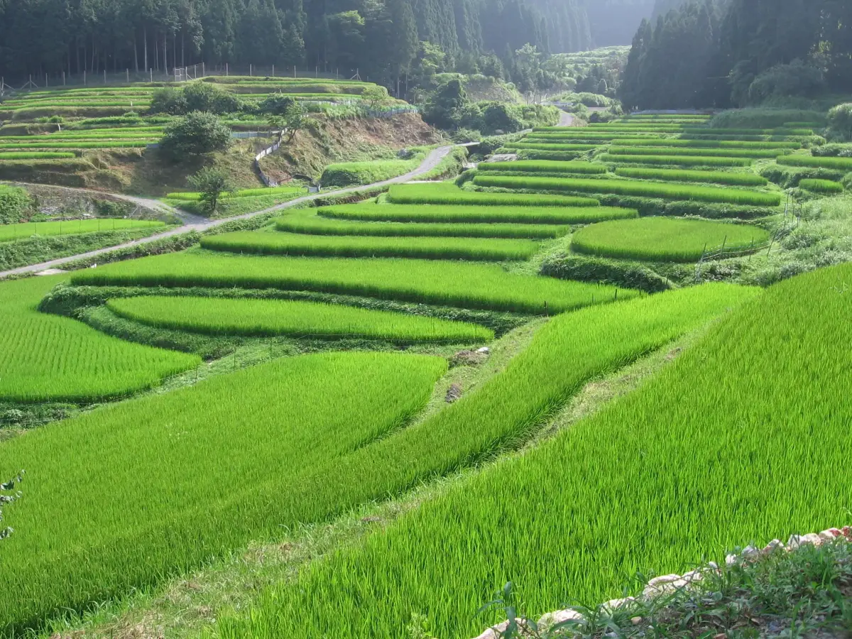 Hata Rice Terraces