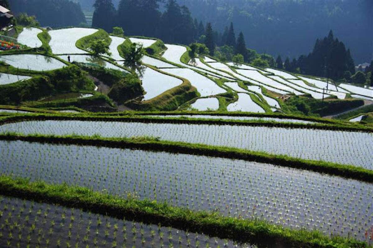 Hata Rice Terraces