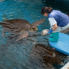 Himeji City Aquarium