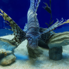 Himeji City Aquarium