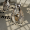 Himeji City Zoo