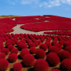 Hitachi Seaside Park