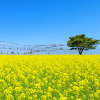 Hitachi Seaside Park