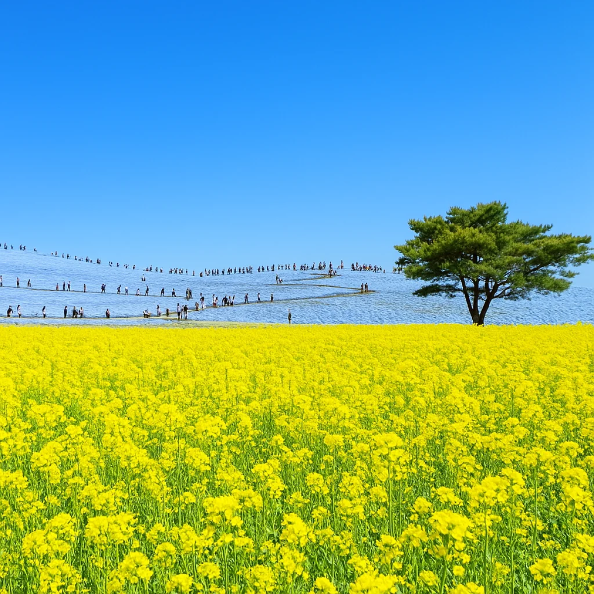 Hitachi Seaside Park