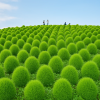 Hitachi Seaside Park