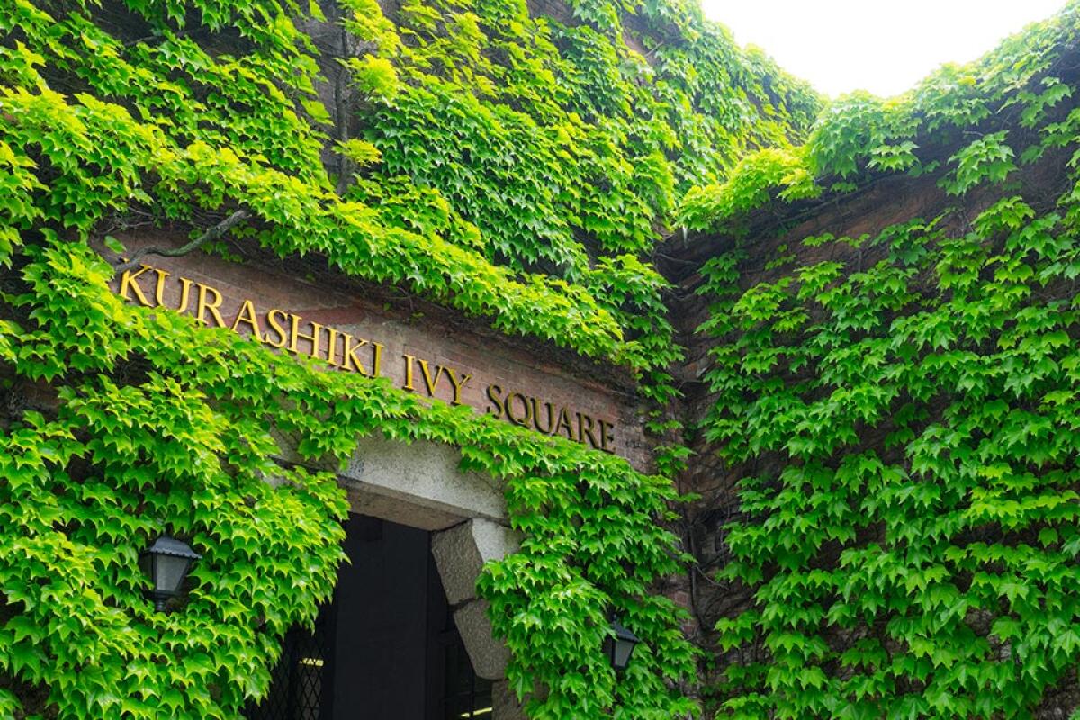 Ivy Square