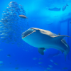 Kagoshima Aquarium