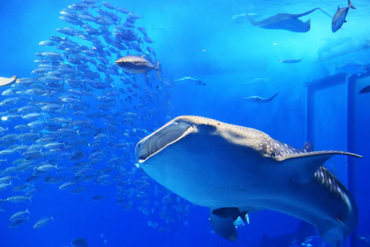 Kagoshima Aquarium