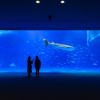 Kagoshima Aquarium