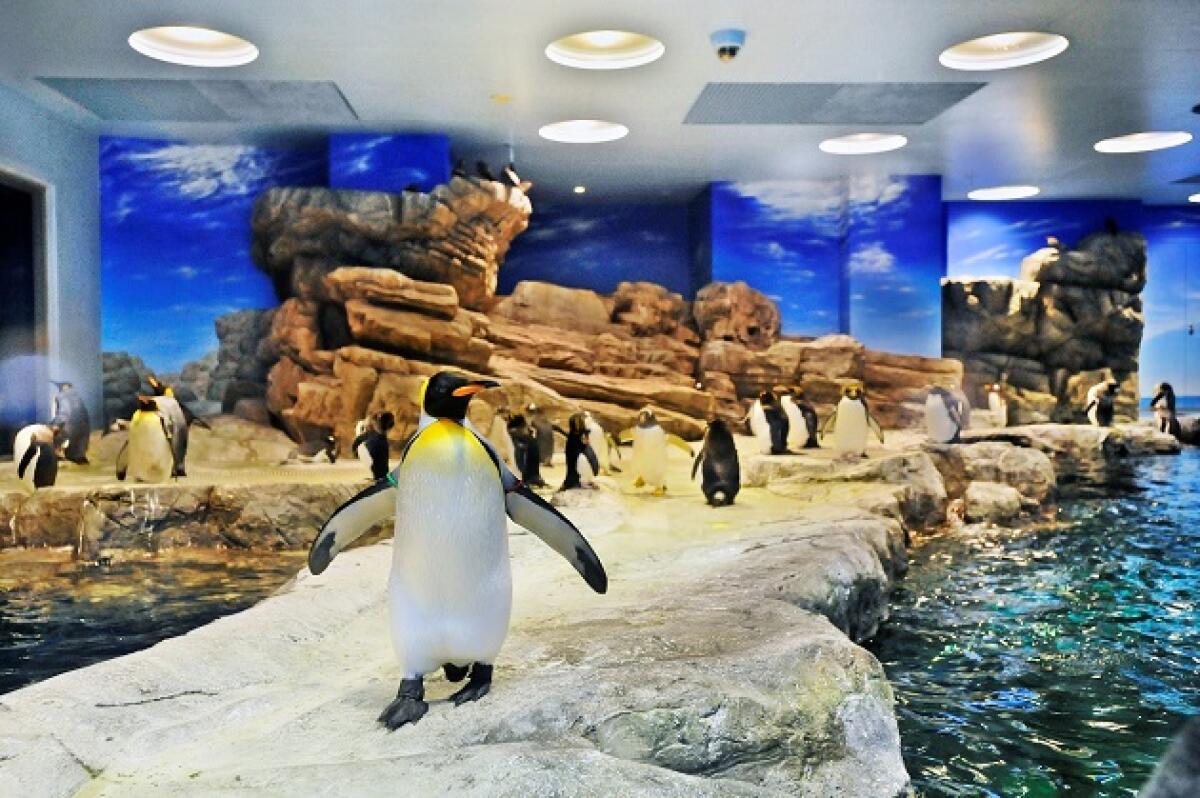 Kaikyokan Aquarium