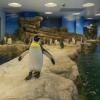 Kaikyokan Aquarium