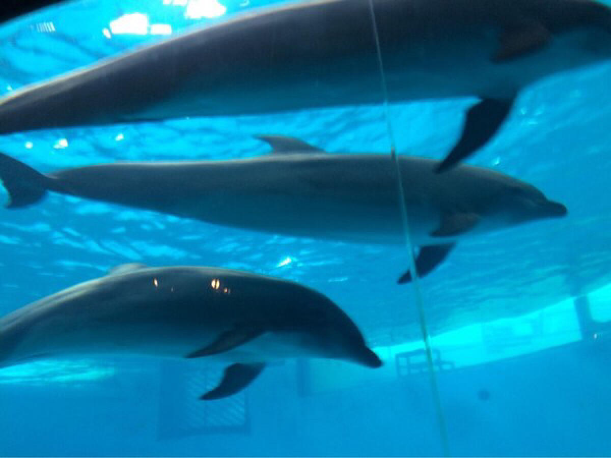 Kaikyokan Aquarium