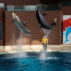 Kaikyokan Aquarium