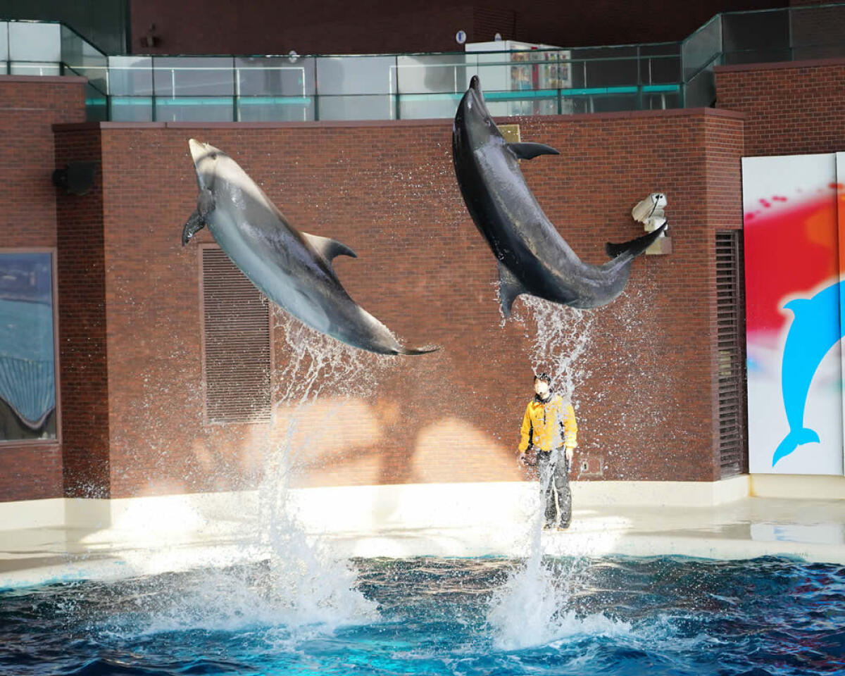 Kaikyokan Aquarium
