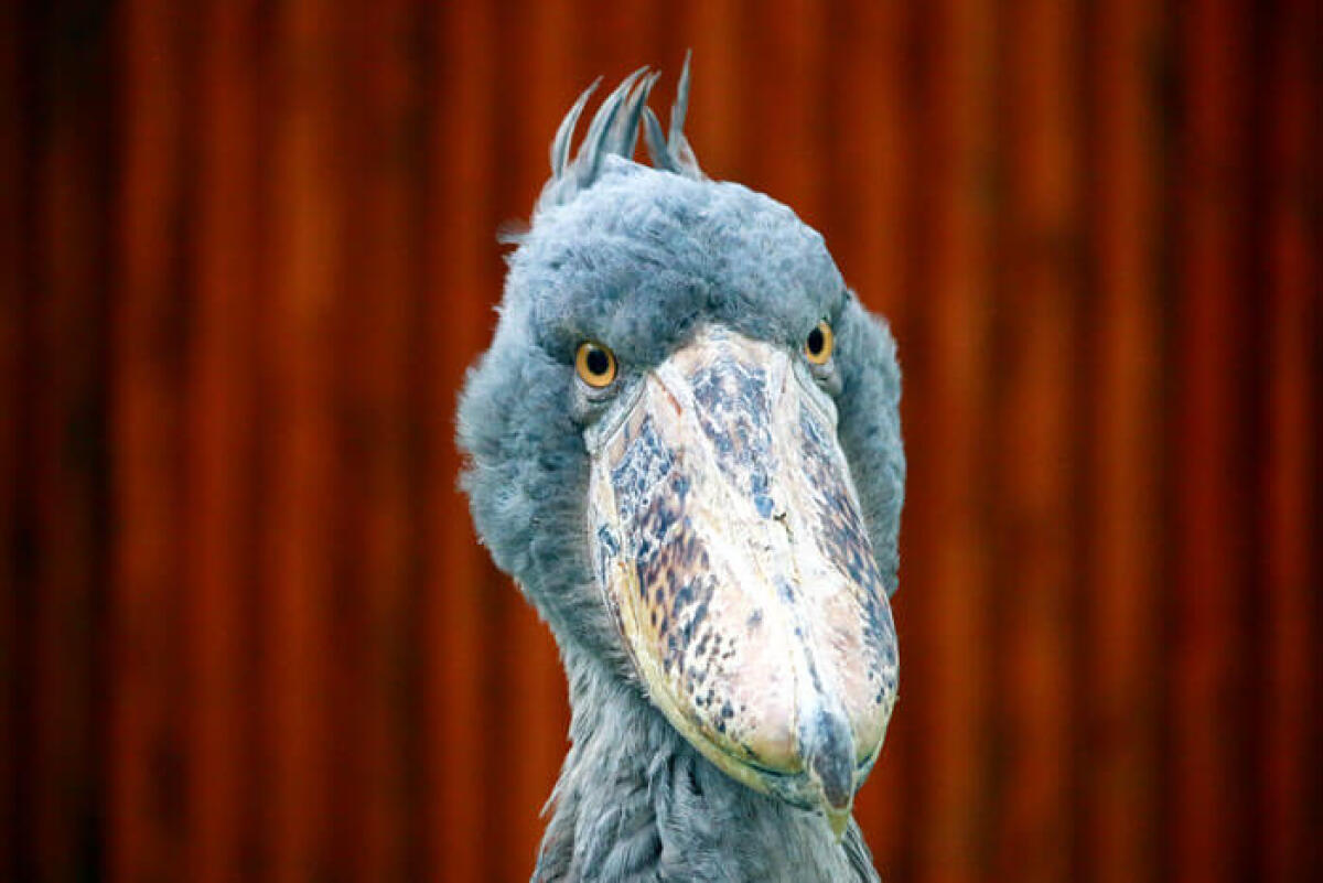 Kakegawa Bird Park