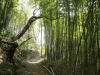Kamakura's Hiking Trails