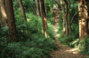 Kamakura's Hiking Trails