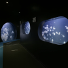 Kamo Aquarium