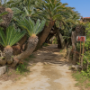 Kanamizaki Sotetsu Palm Tree Tunnel